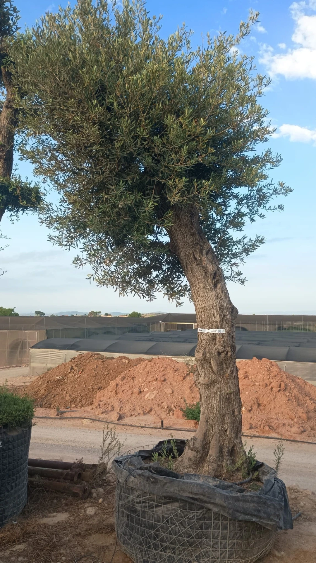 ONMA80 - Olea Europaea Alto