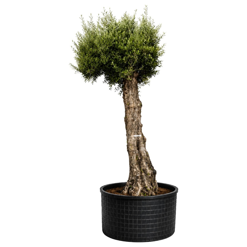 ONMA80 - Olea Europaea Alto (GENERICO)