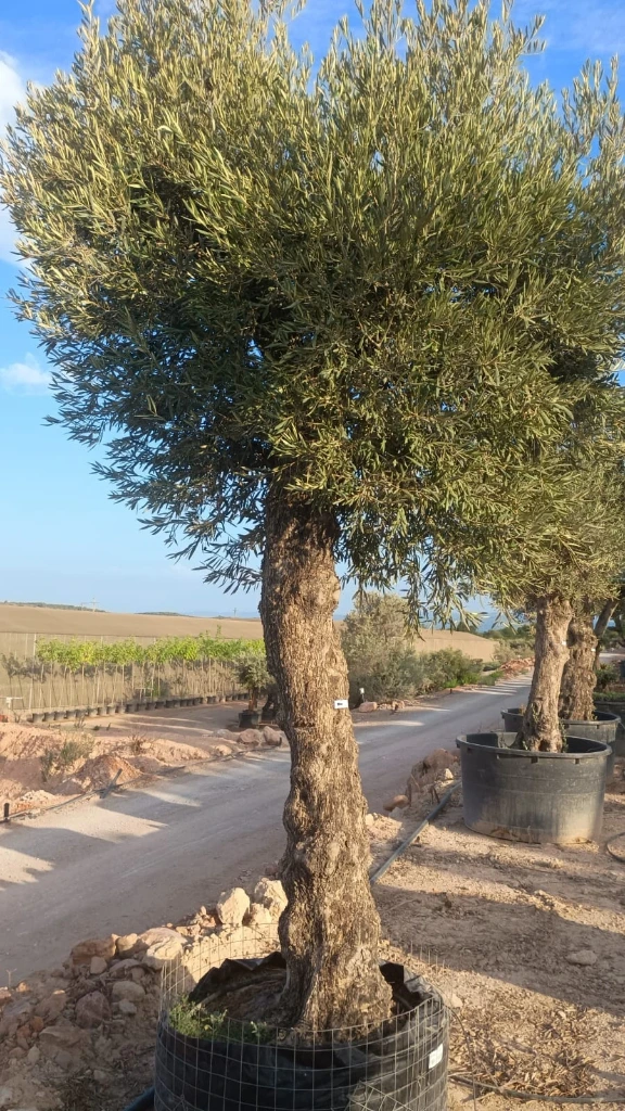 ONMA80 - Olea Europaea Alto