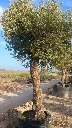 ONMA80 - Olea Europaea Alto
