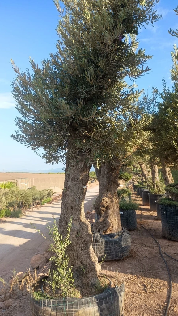 ONMA80 - Olea Europaea Alto