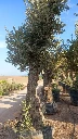 ONMA80 - Olea Europaea Alto