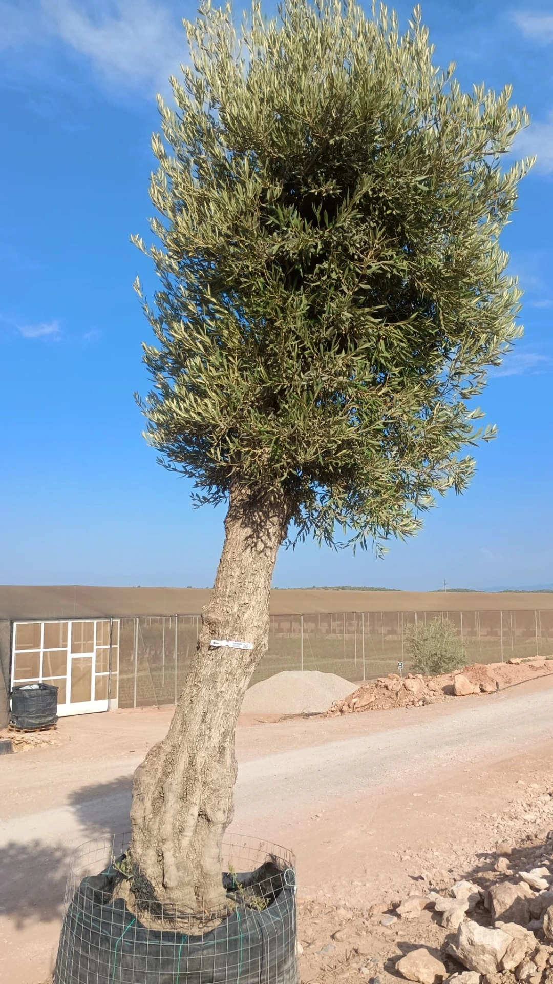 ONMA80 - Olea Europaea Alto