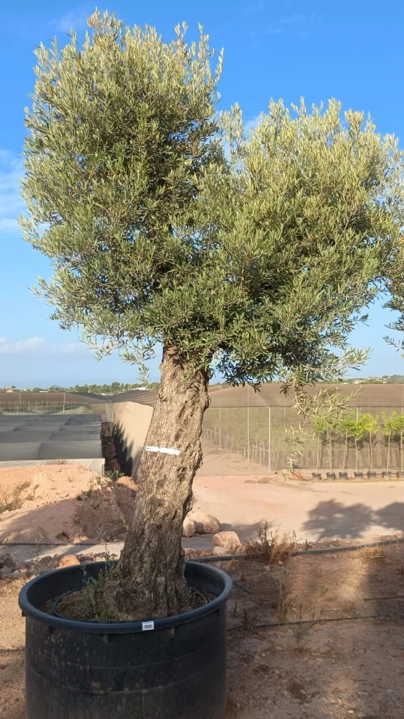 ONCA80 - Olea Europaea Alto
