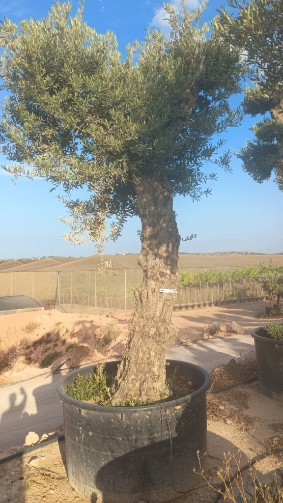 ONCA80 - Olea Europaea Alto