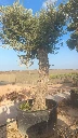 ONCA80 - Olea Europaea Alto