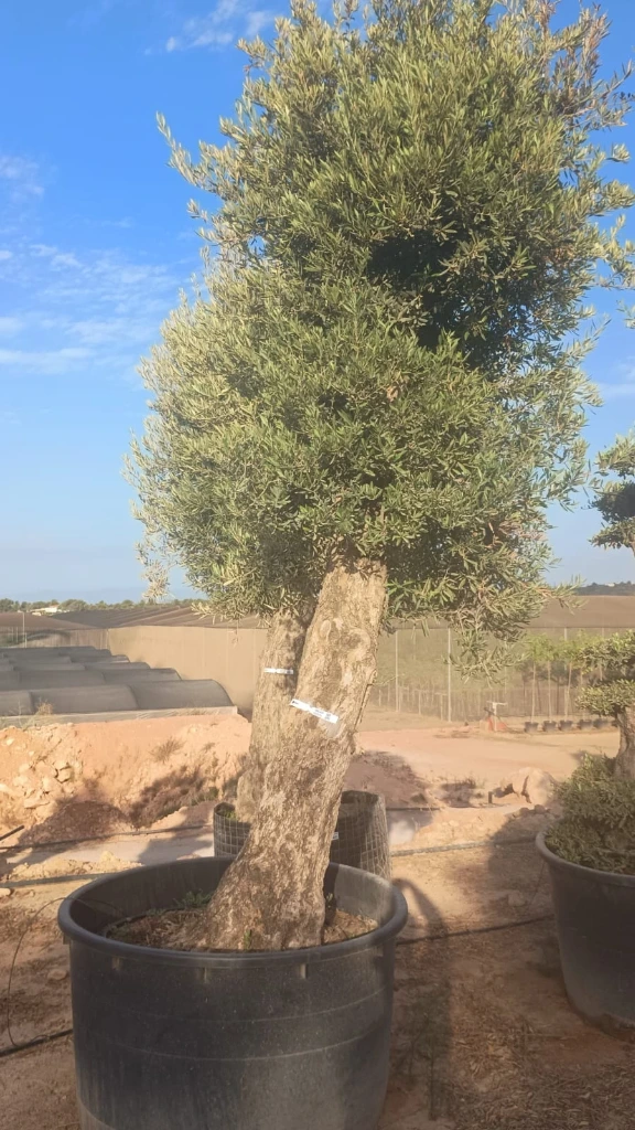 ONCA80 - Olea Europaea Alto