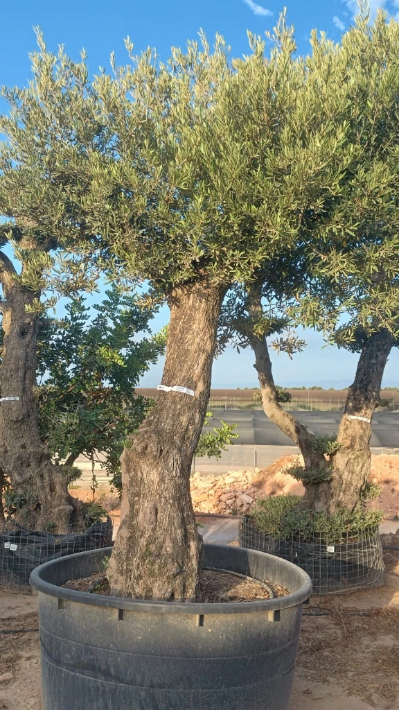ONCA80 - Olea Europaea Alto