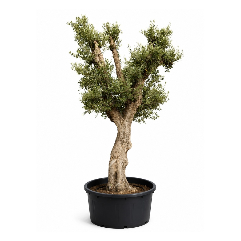 ONCA80 - Olea Europaea Alto (GENERICO)