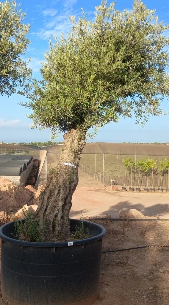 ONCA80 - Olea Europaea Alto