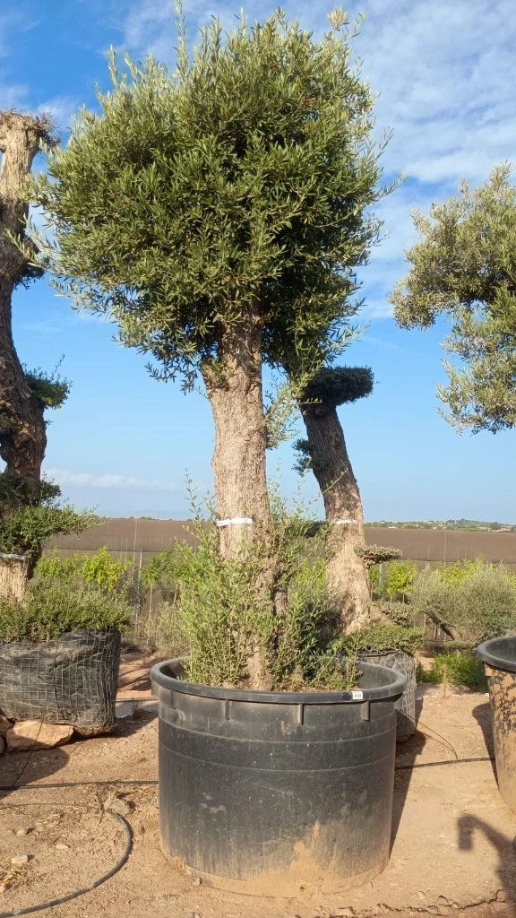 ONCA80 - Olea Europaea Alto