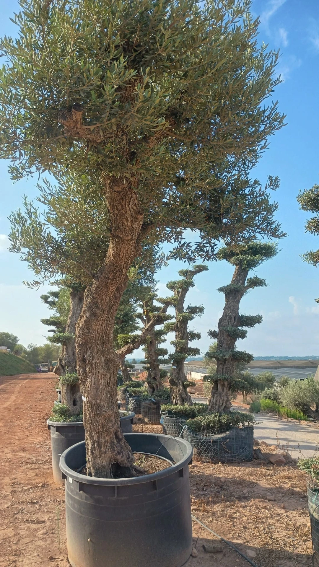ONCA80 - Olea Europaea Alto