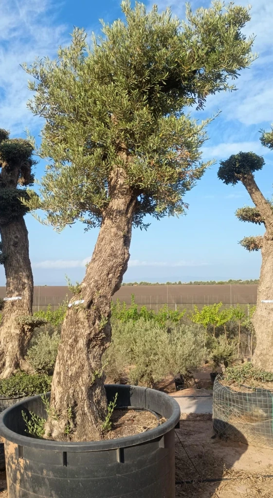 ONCA100 - Olea Europaea Alto