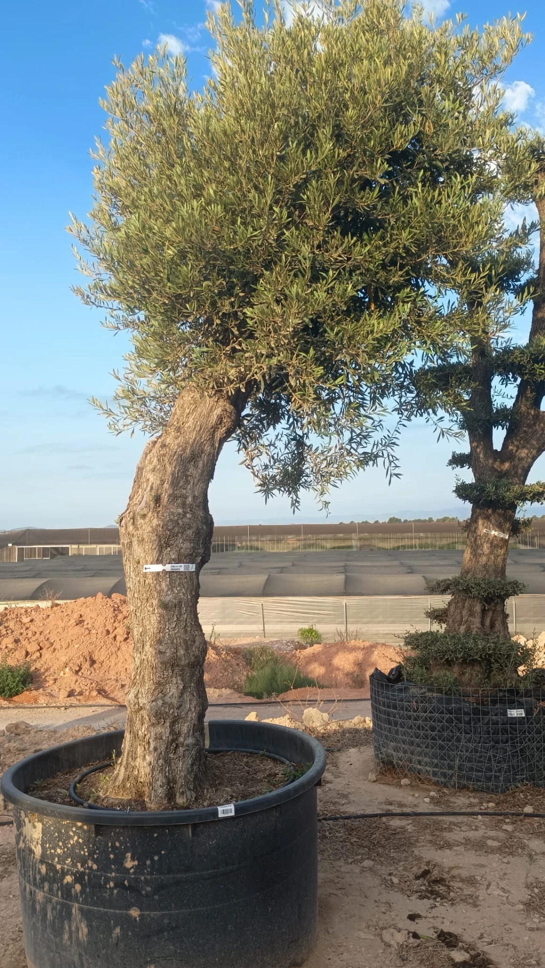 ONCA100 - Olea Europaea Alto