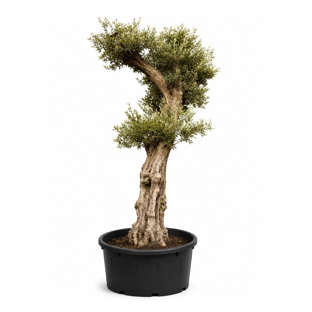 ONCA100 - Olea Europaea Alto (GENERICO)