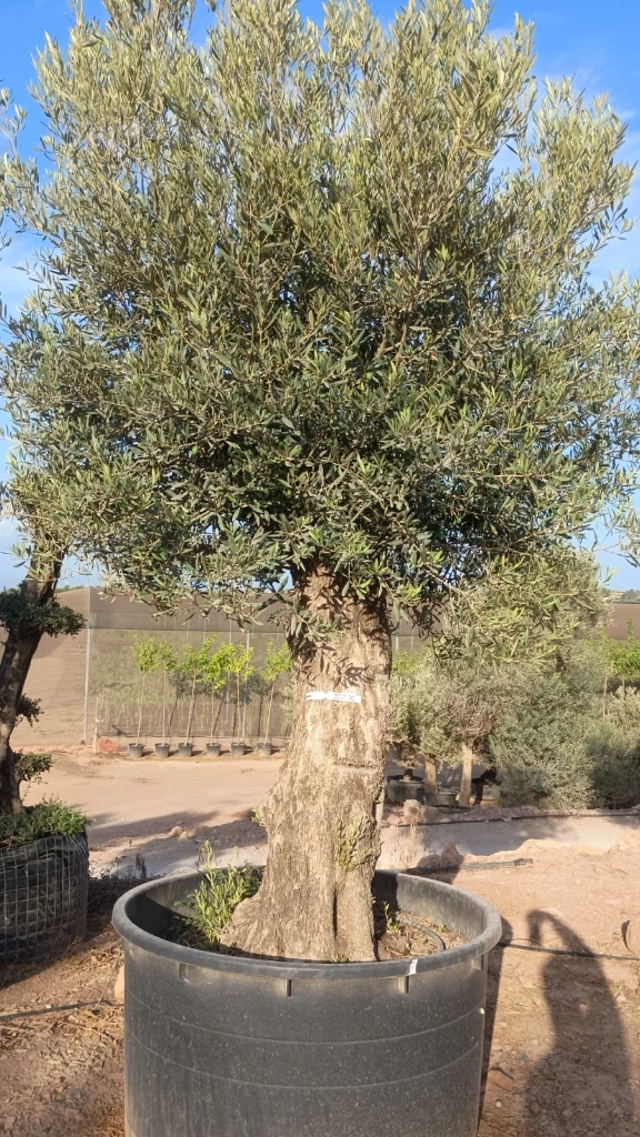 ONCA100 - Olea Europaea Alto