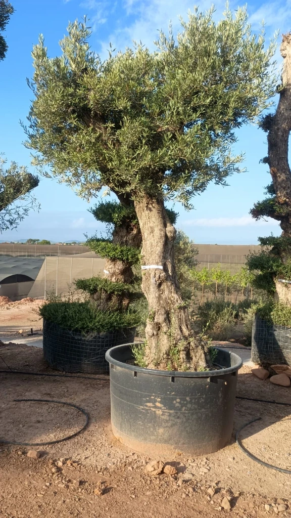 ONCA100 - Olea Europaea Alto