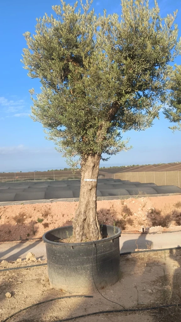 ONC80 - Olea Europaea