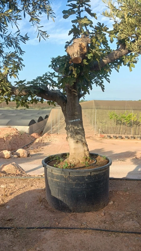 FC80N - Ficus Carica Napolitana Negra Malla Metálica