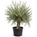 OBC60 - Olea Europaea Olivo Bonsái