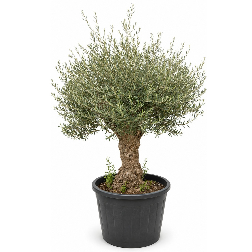 [OBC80GE] OBC80 - Olea Europaea Olivo Bonsái (GÉNÉRIQUE)