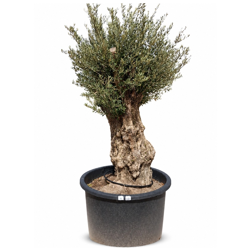OBCA120 - Olea Europaea Olivo Bonsái Alto