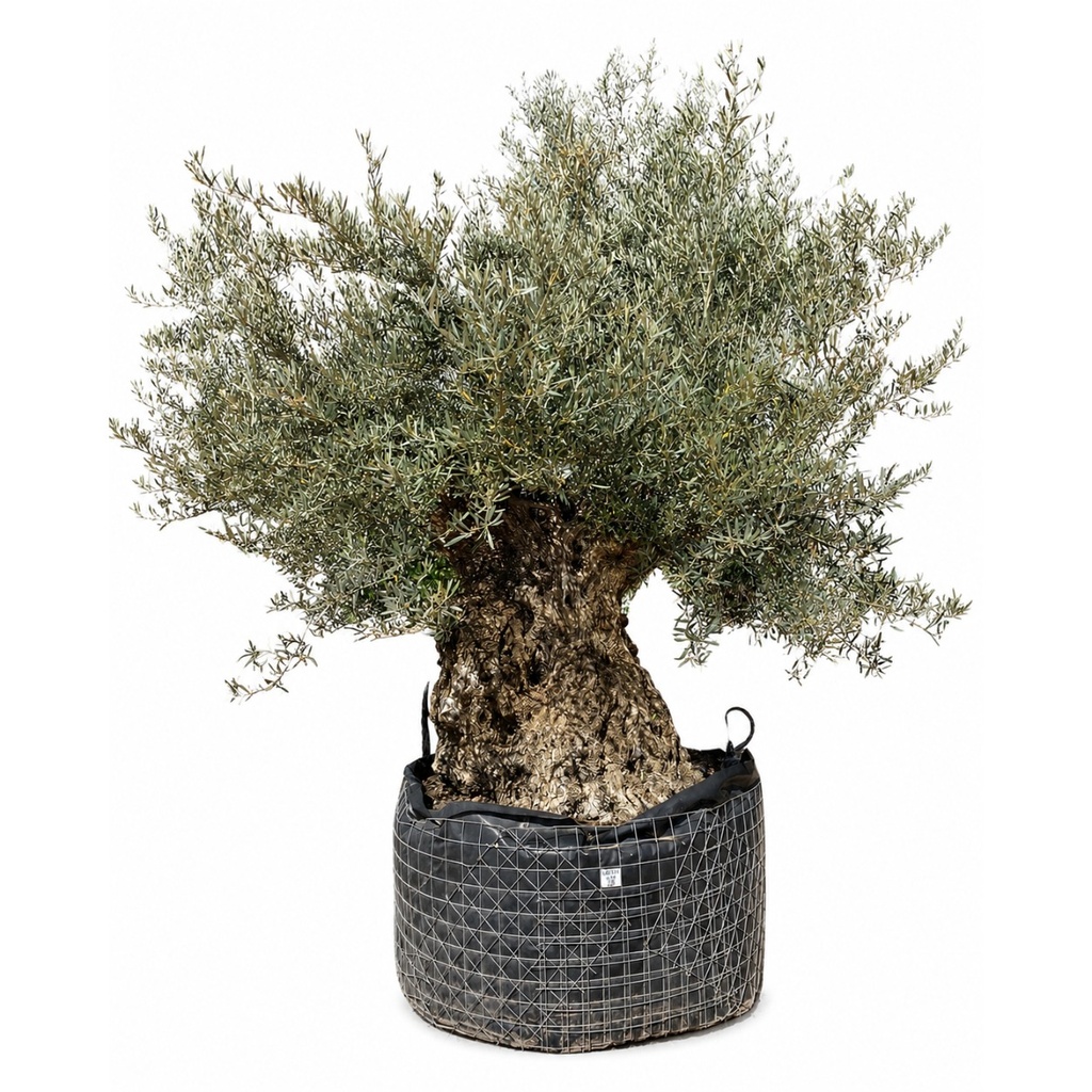 OBM140 - Olea Europaea Olivo Bonsái Malla Metálica