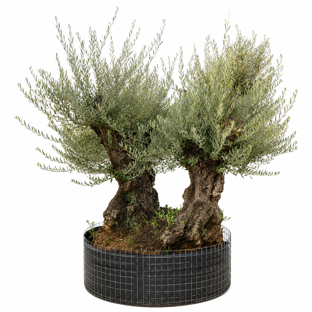 OBMD100 - Olea Europaea Olivo Bonsái Doble - Malla