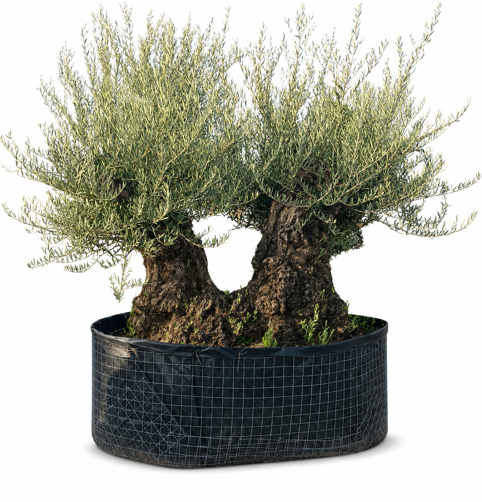 OBMD120 - Olea Europaea Olivo Bonsái Doble - Malla