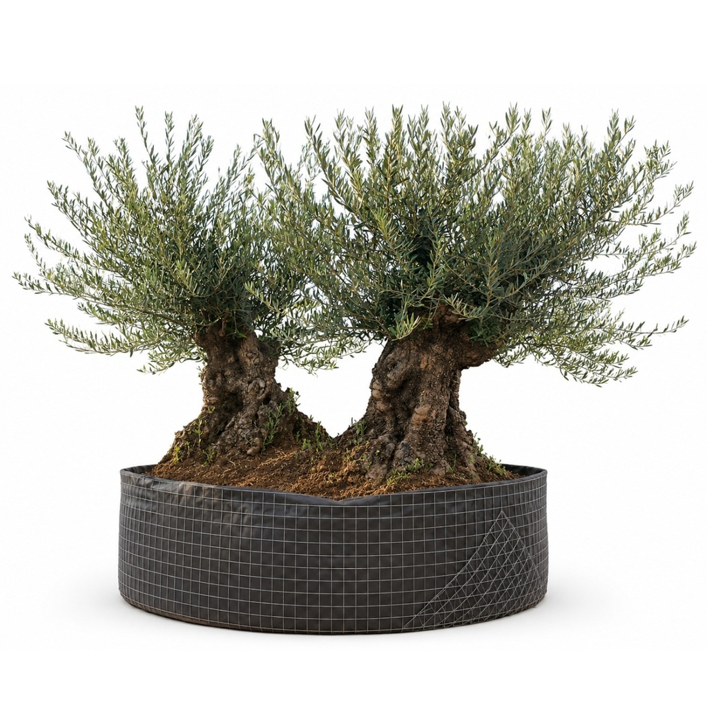 OBMT100 - Olea Europaea Olivo Bonsái Triple - Malla