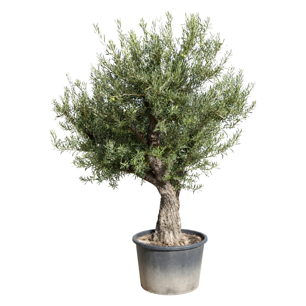 ONC80 - Olea Europaea