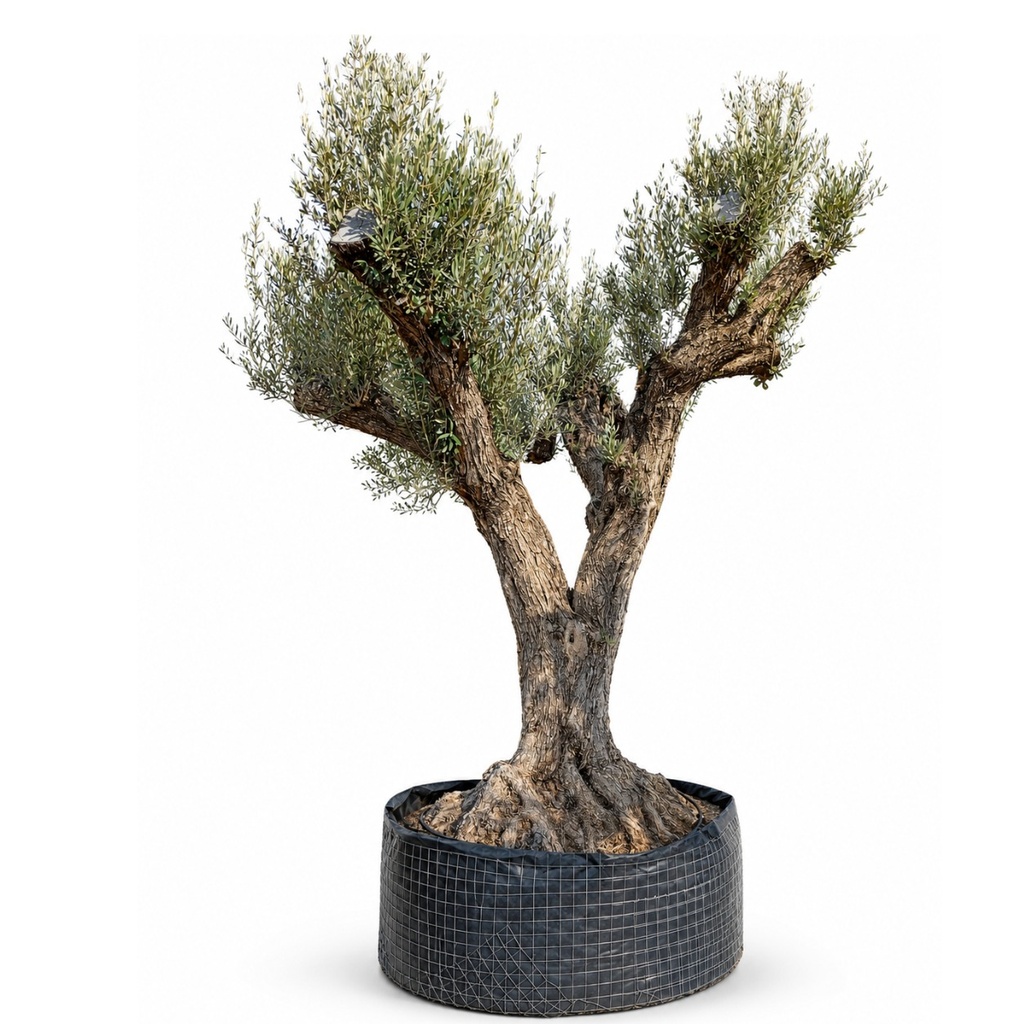 [ONR01GE] ONR01 - Olea Europaea Ejemplar centenario REF.01 Malla Metálica (GENÉRICO)