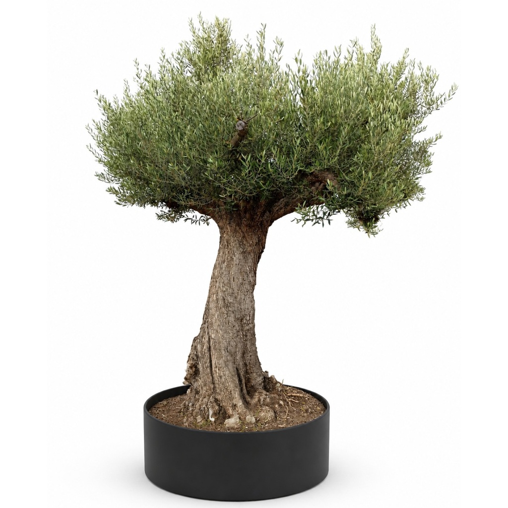 [ONR03GE] ONR03 - Olea Europaea Ejemplar centenario REF.03 Malla Metálica (GENÉRICO)