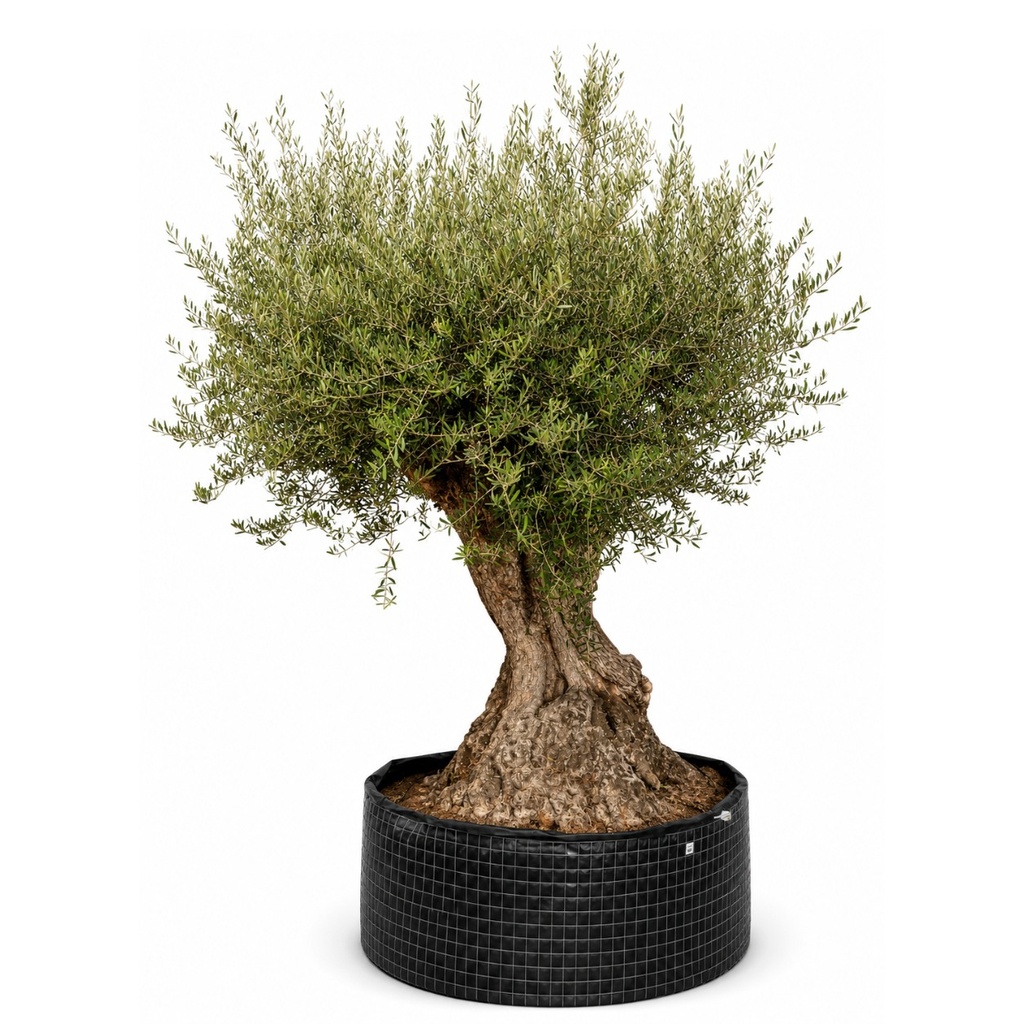 ONR06 - Olea Europaea Ejemplar centenario REF.06 Malla Metálica