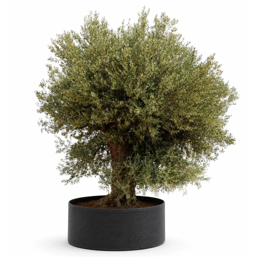 ONR20 - Olea Europaea Ejemplar centenario REF.20 Malla Metálica