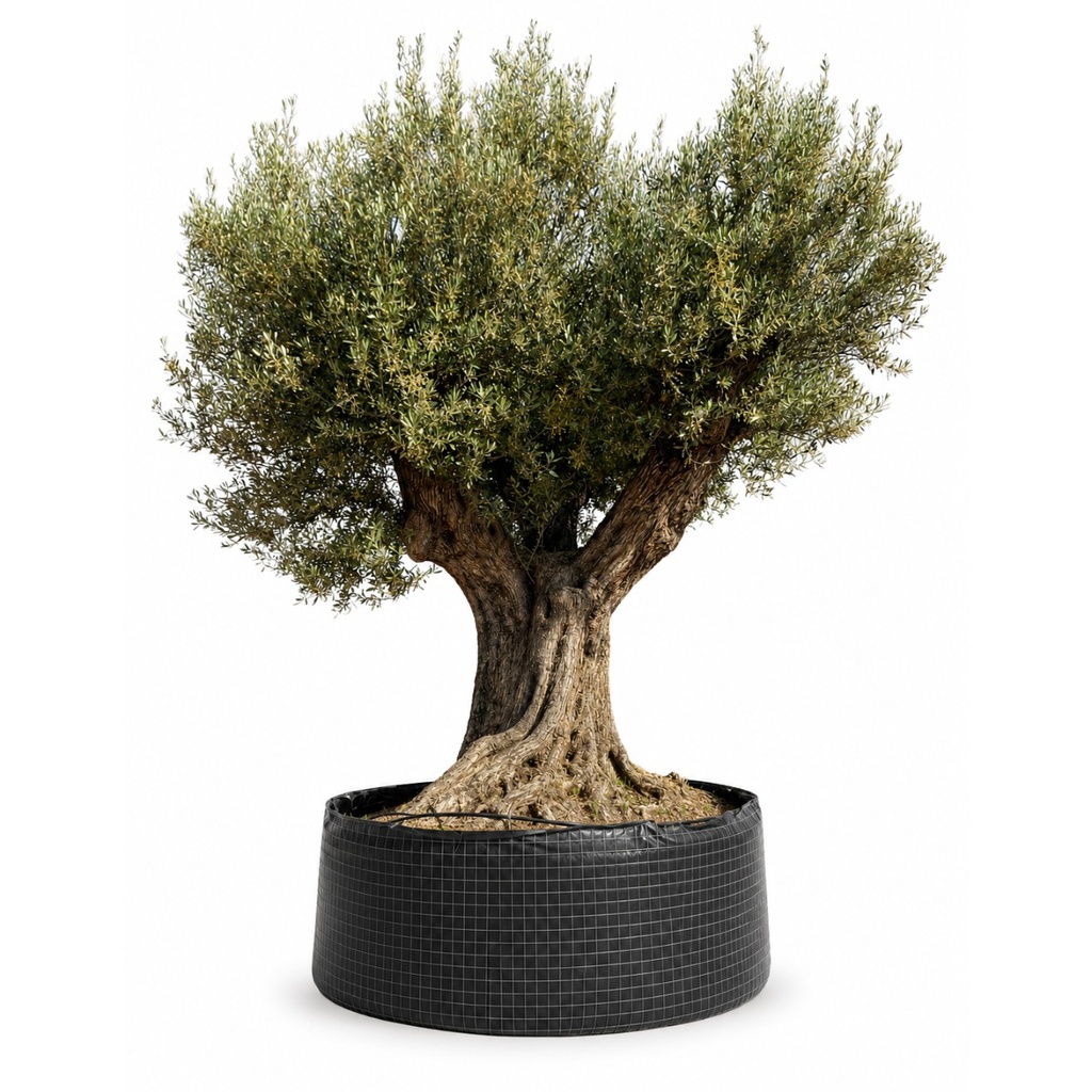 [ONR24GE] ONR24 - Olea Europaea Ejemplar centenario REF.24 Malla Metálica (GENERIC)