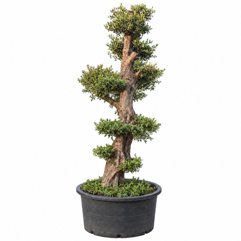 [OPCAR02GE] OPCAR02 - Olea Europaea Pompón Ejemplar Alto Contenedor (OGÓLNY)