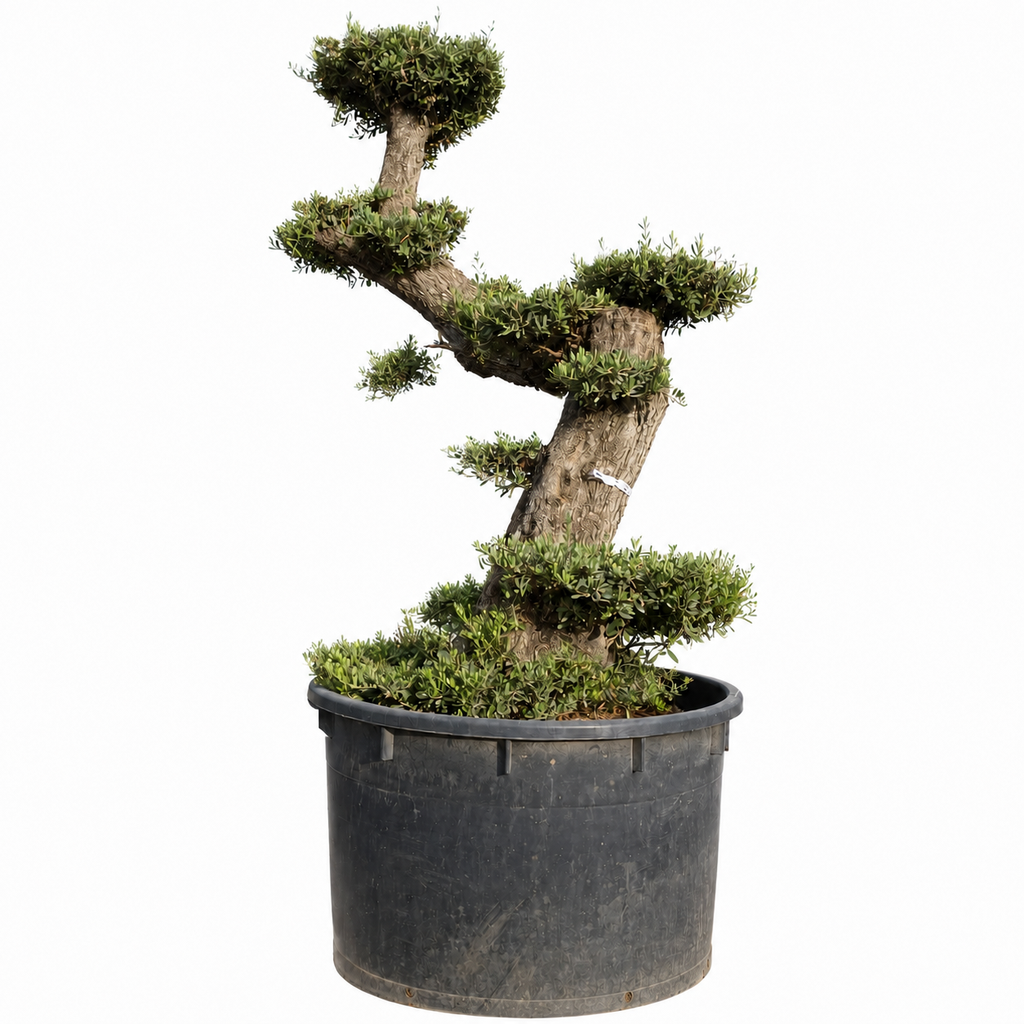 OPCAR03 - Olea Europaea Pompón Ejemplar Alto Contenedor