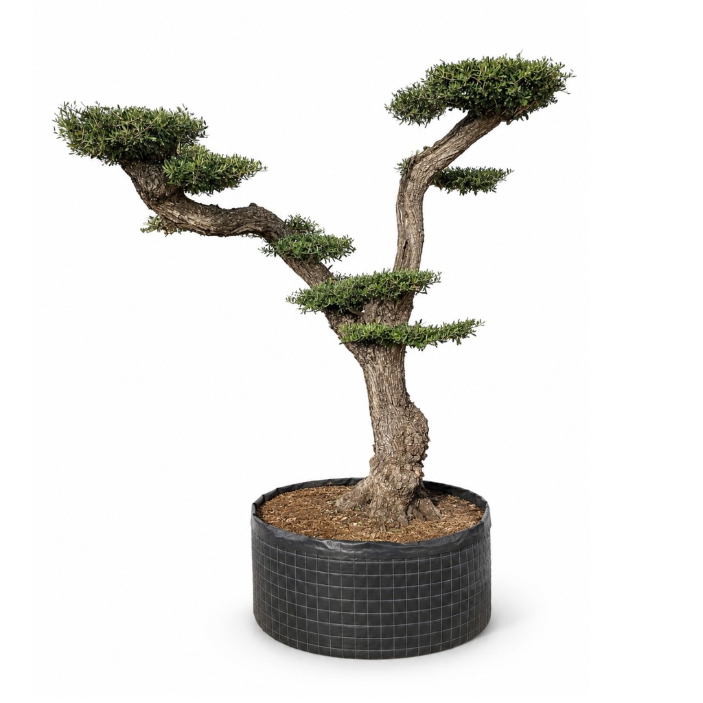 OPM60 - Olea Europaea Pompón en Malla