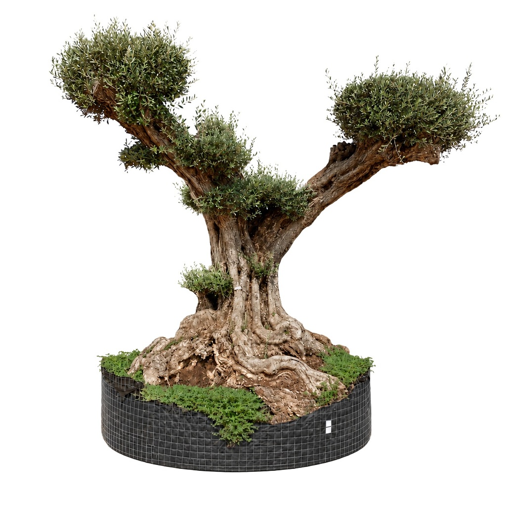[OPR13GE] OPR13 - Olea Europaea Pompón ejemplar cent. REF 13 Malla Metálica (GENERIC)