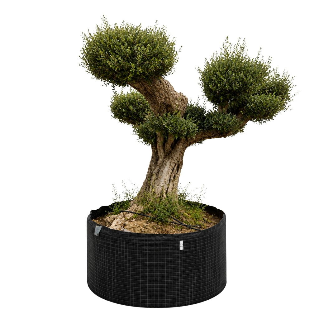 [OPR22GE] OPR22 - Olea Europaea Pompón ejemplar cent. REF 22 Malla Metálica (GÉNÉRIQUE)