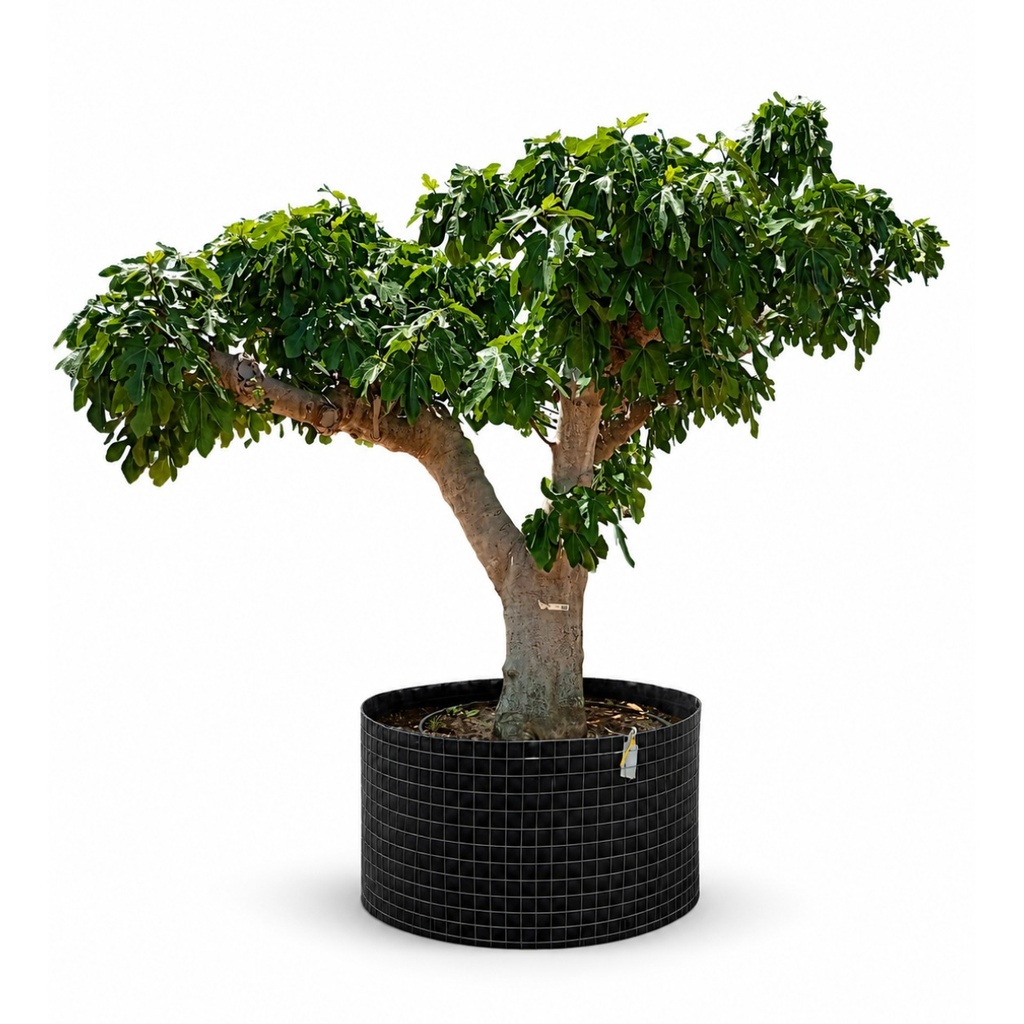 FC100 - Ficus Carica Napolitana Negra Malla Metálica