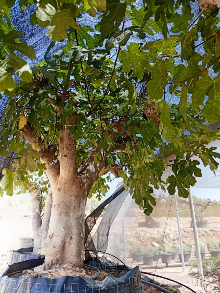 FC100 - Ficus Carica Napolitana Negra Malla Metálica
