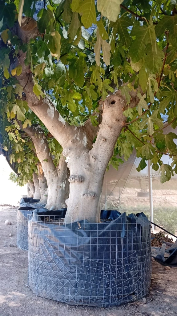 FC100 - Ficus Carica Napolitana Negra Malla Metálica