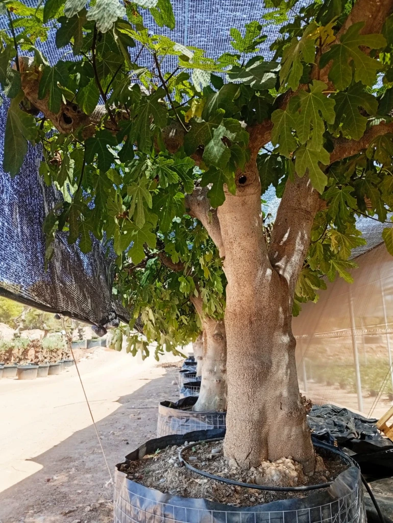 FC100 - Ficus Carica Napolitana Negra Malla Metálica