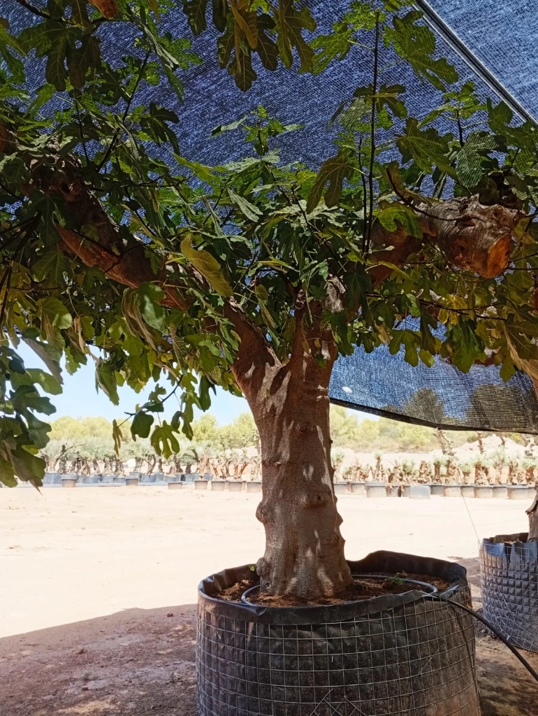 FC100 - Ficus Carica Napolitana Negra Malla Metálica