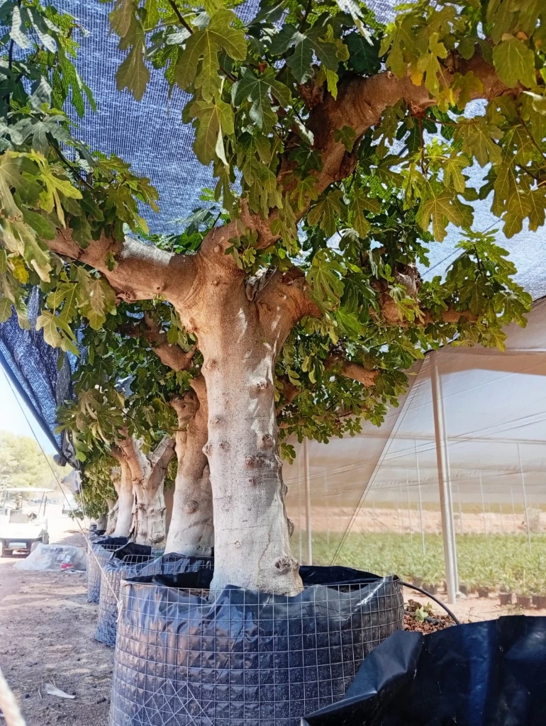 FC100 - Ficus Carica Napolitana Negra Malla Metálica