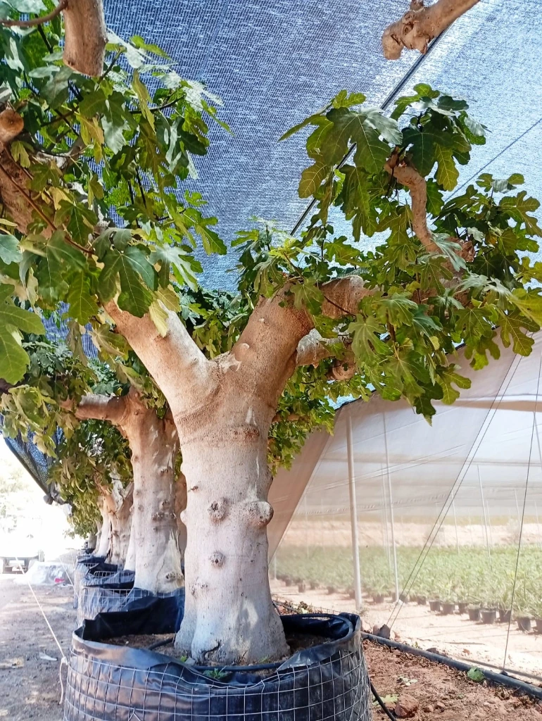 FC100 - Ficus Carica Napolitana Negra Malla Metálica