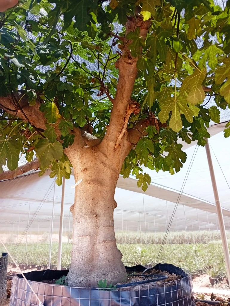 FC100 - Ficus Carica Napolitana Negra Malla Metálica