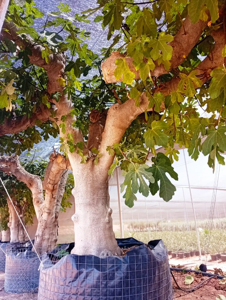 FC100 - Ficus Carica Napolitana Negra Malla Metálica